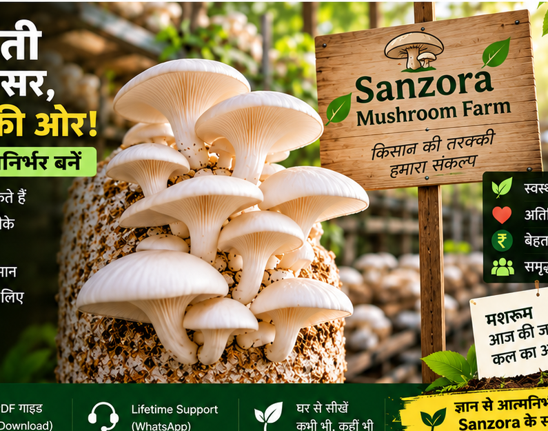 Sanzora Mushroom Farm में उगते मशरूम